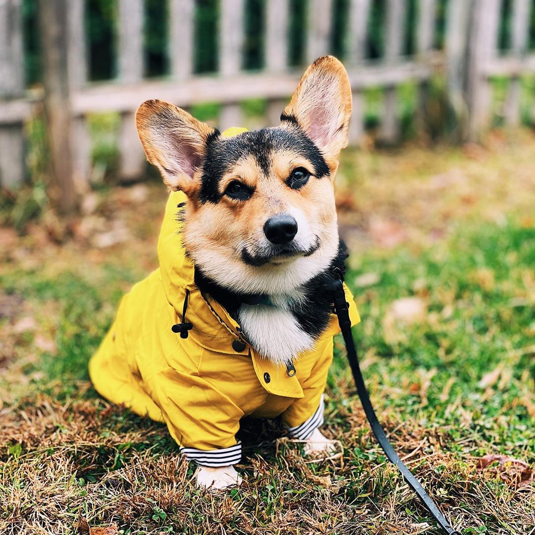 Wasserdichter Hundemantel für  – Outdoor Sport Waterproof Jacket Bewertung und Preis