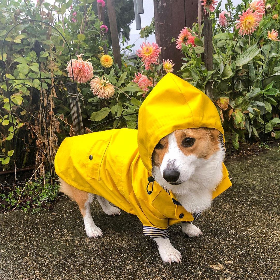 Wasserdichter Hundemantel für  – Outdoor Sport Waterproof Jacket Bewertung und Preis