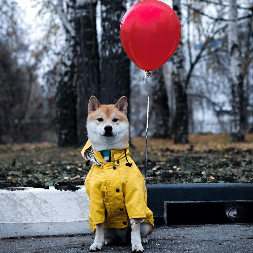 Wasserdichter Hundemantel für  – Outdoor Sport Waterproof Jacket Bewertung und Preis