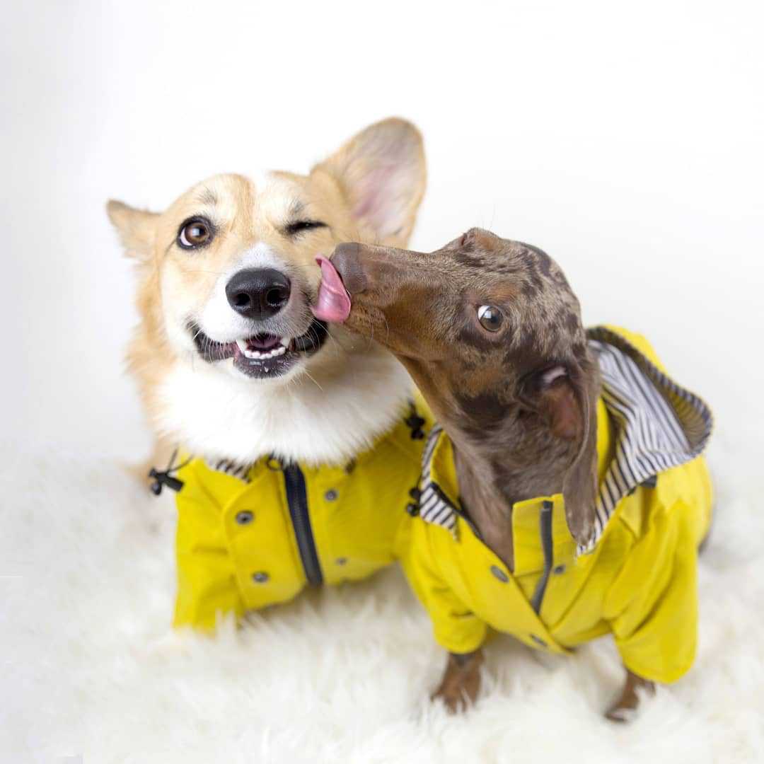 Wasserdichter Hundemantel für  – Outdoor Sport Waterproof Jacket Bewertung und Preis
